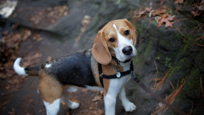 Beagles, Unsplash