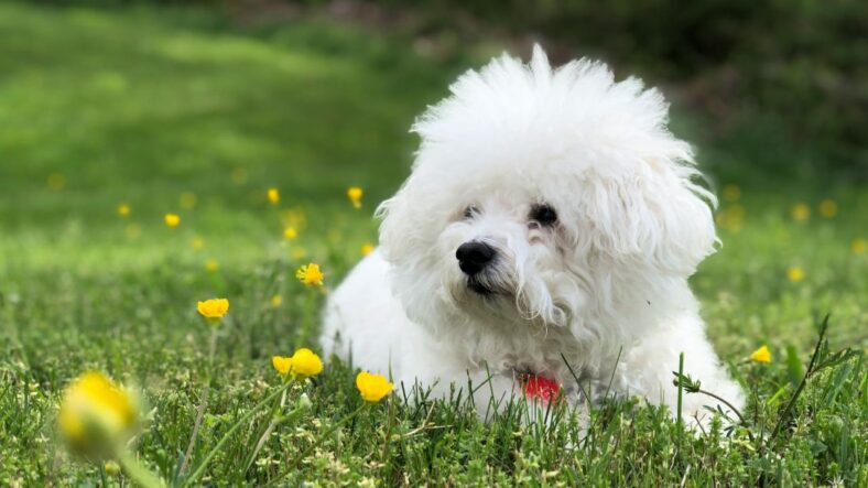 Bichon Frise, Unsplash