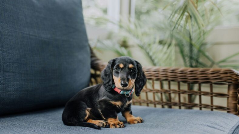 Dachshunds, Unsplash