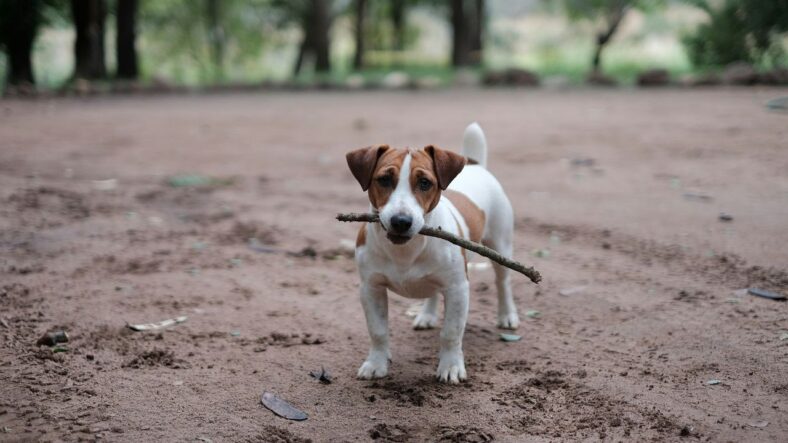 Jack Rusell Terrier, Unsplash