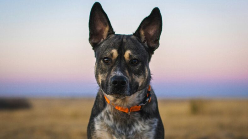 Mixed Breed, Mutt, Unsplash