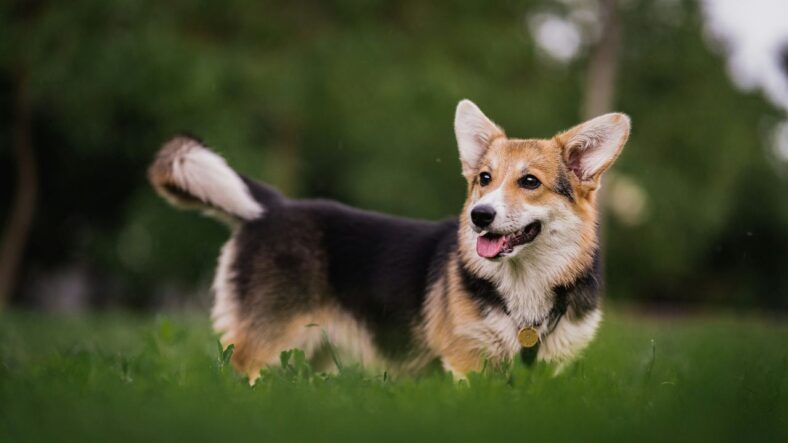 Welsh Corgis, Unsplash