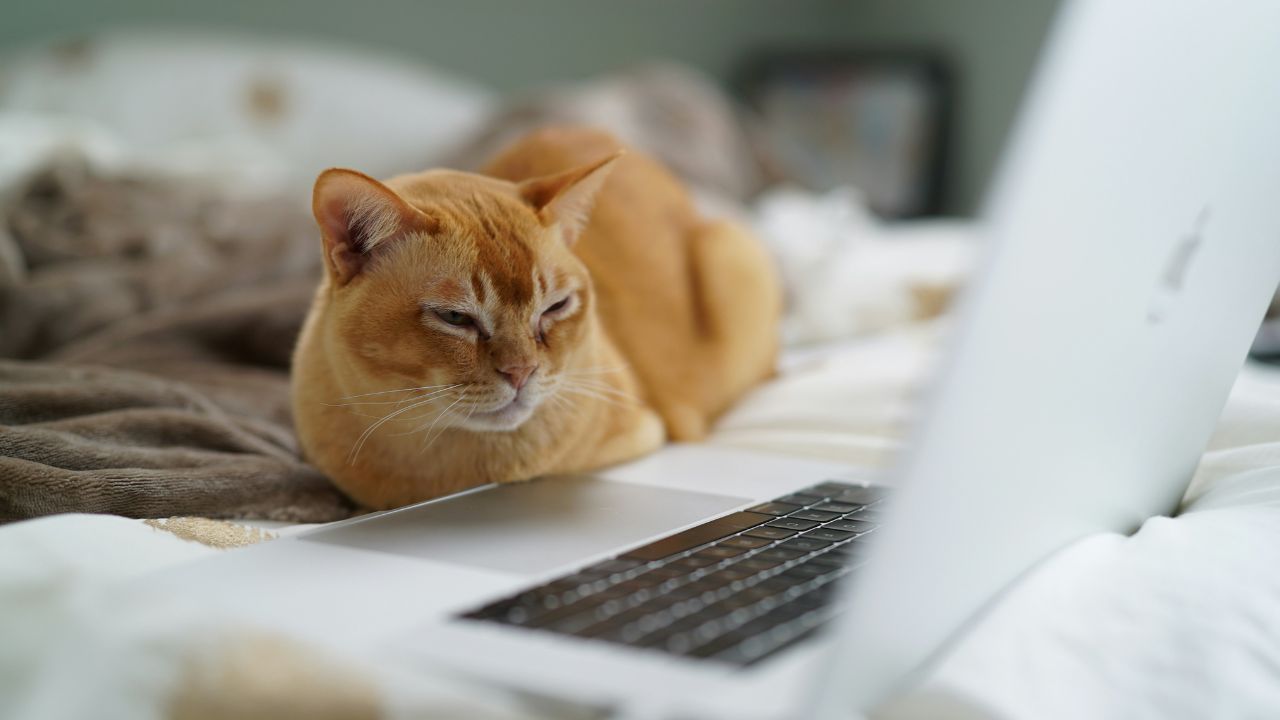 Burmese Cat Affordable Breed Unsplash