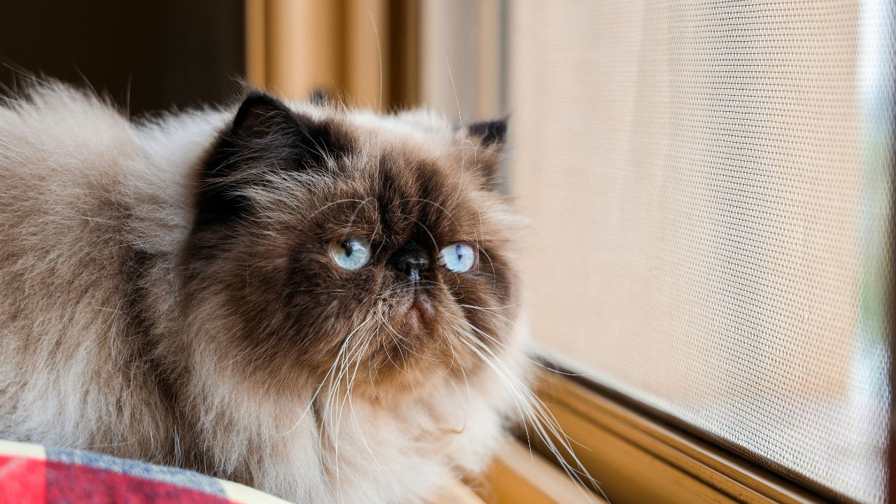 Himalayan Cat Affordable Breed Unsplash