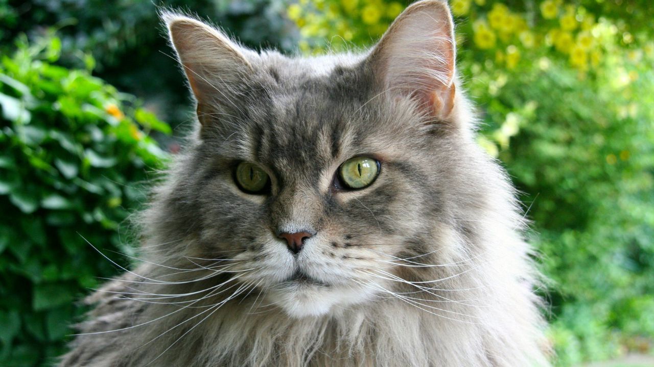 Manx Cat Affordable Breed Unsplash