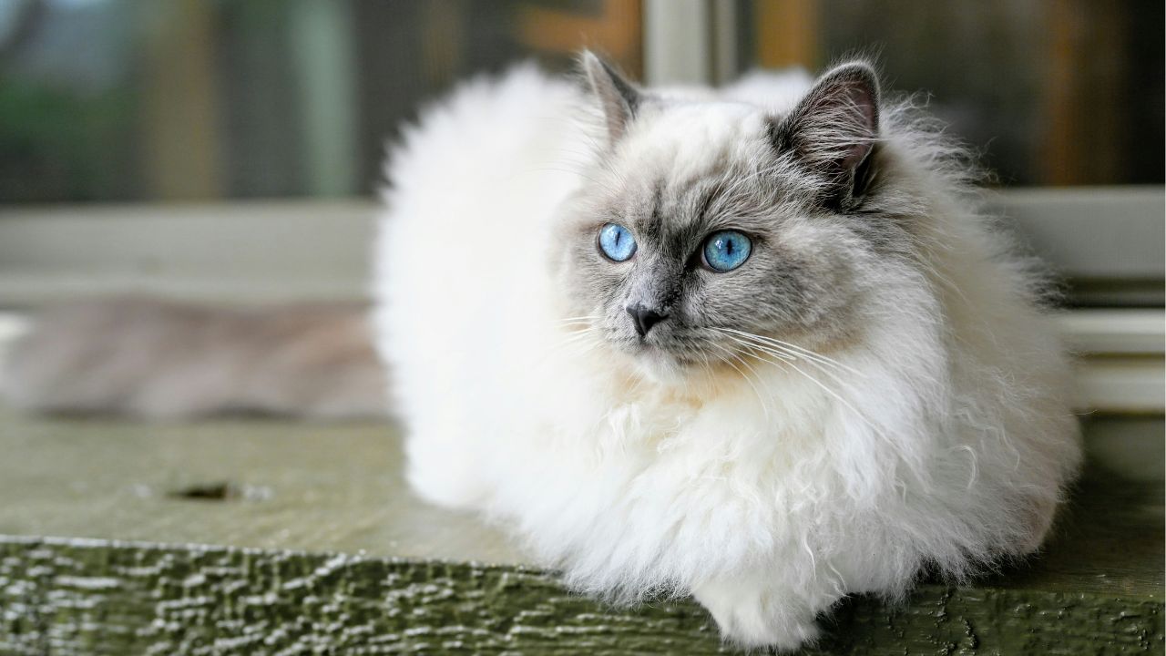 Ragdoll Cat Affordable Breed Unsplash