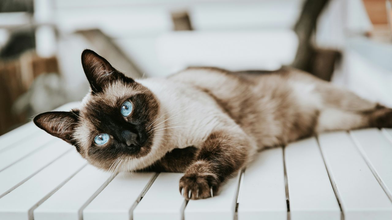 Siamese Cat Affordable Breed Unsplash