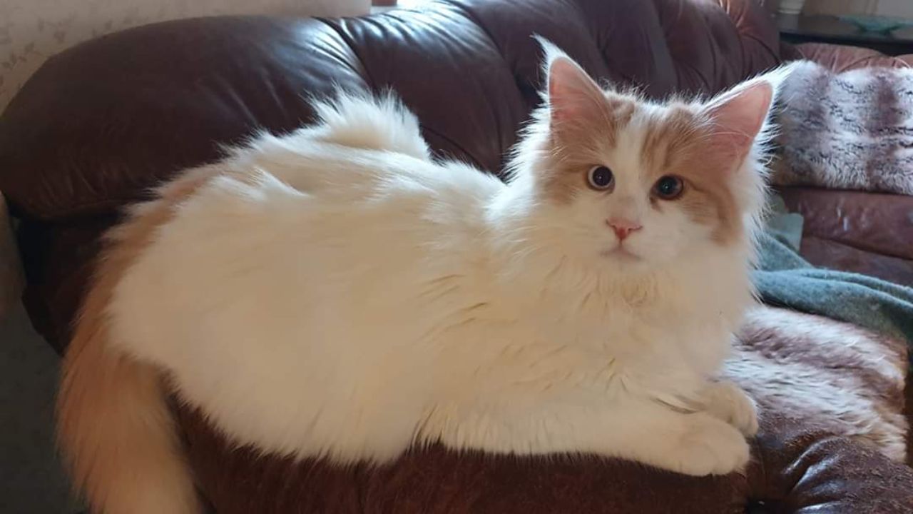 Turkish Van Cat Affordable Breed Wiki Commons